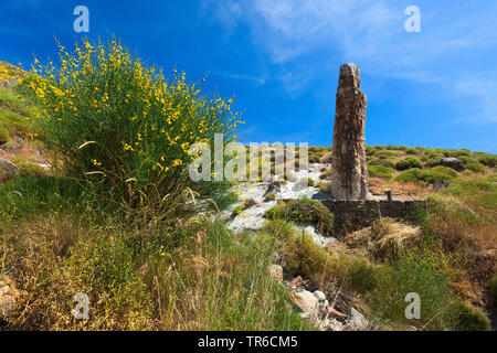 Fossilen Baum, geoparc Der versteinerte Wald von Sigri, Griechenland, Lesbos, Mytilene Stockfoto