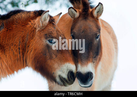 Przewalski's horse (Equus przewalski), Porträt von zwei Przewalski's Pferde, Österreich, Burgenland Stockfoto