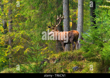 Red Deer (Cervus elaphus), Rotwild Hirsch im Wald stehen, Seitenansicht, Deutschland Stockfoto