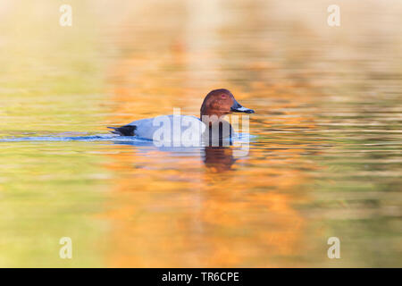 Gemeinsame (pochard Aythya ferina ferina), Anas, männlichen auf Wasser, Deutschland, Bayern Stockfoto