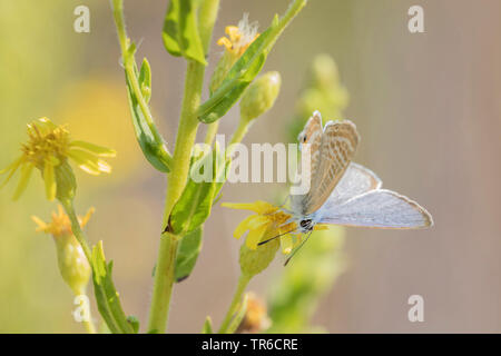 Long-tailed Blue (Lampides boeticus), sitzen auf den Senecio, Deutschland Stockfoto