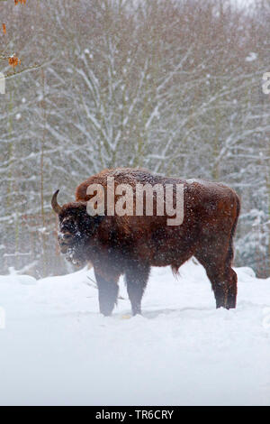 Europäische Bison, Wisent (Bison bonasus Caucasicus), stehend im Schnee, Seitenansicht, Deutschland Stockfoto