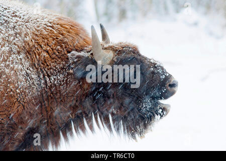 Europäische Bison, Wisent (Bison bonasus Caucasicus), brüllen im Schnee, Porträt, Deutschland Stockfoto