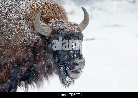 Europäische Bison, Wisent (Bison bonasus Caucasicus), Portrait im Schnee, Seitenansicht, Deutschland Stockfoto