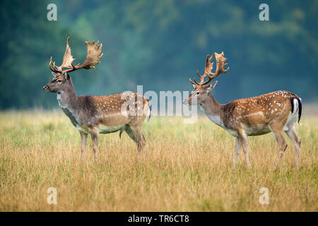 Damwild (Dama Dama, Cervus dama), zwei Böcke in Gras stehend, Dänemark, Klamptenborg Stockfoto