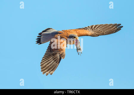 Europäische Kestrel, Eurasischen Kestrel, Alte Welt Kestrel, Turmfalke (Falco tinnunculus), Fliegen mit einer Maus in der Rechnung, Deutschland, Bayern Stockfoto