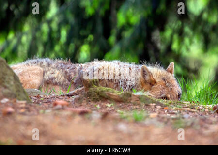 Europäische grauer Wolf (Canis lupus Lupus), durch den Wald schleichen, Deutschland Stockfoto