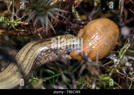 Europäische langsam Wurm, blindworm, Slow worm (Anguis fragilis), Essen eine Schnecke, Deutschland, Bayern Stockfoto