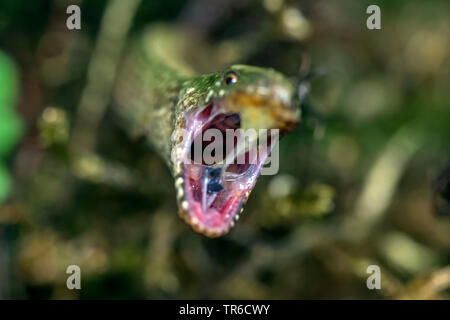 Europäische langsam Wurm, blindworm, Slow worm (Anguis fragilis), mit Schleim in den Mund eines gegessen Slug, Deutschland, Bayern Stockfoto