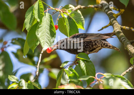 Gemeinsame Star (Sturnus vulgaris), sitzend mit einer Kirsche in der Rechnung auf einem Zweig, Seitenansicht, Deutschland, Bayern Stockfoto