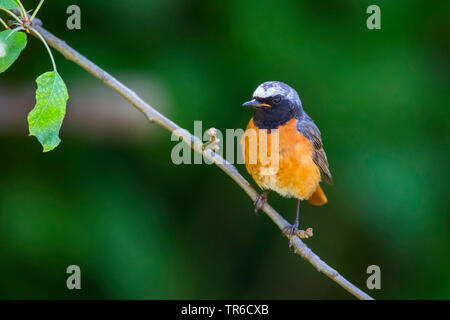 Common redstart (Phoenicurus phoenicurus), auf einem Zweig sitzen und beobachten, Deutschland, Bayern Stockfoto