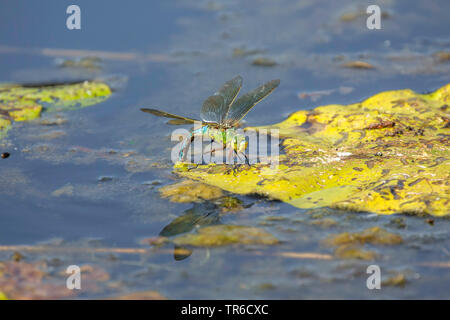 Kaiser Dragonfly (Anax imperator), weiblich, sitzend auf einem wasserlilie und Eier, Deutschland, Bayern Stockfoto