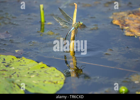 Kaiser Dragonfly (Anax imperator), Weibliche weg fliegen nach der Eiablage, Deutschland, Bayern Stockfoto