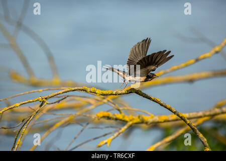 Rauchschwalbe (Hirundo rustica), jungen Vogel ab einem lichened Zweig, Seitenansicht, Deutschland, Bayern Stockfoto