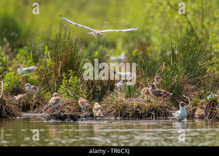 Lachmöwe (Larus ridibundus, Chroicocephalus ridibundus), nesting Kolonie mit flügge, Deutschland, Bayern Stockfoto