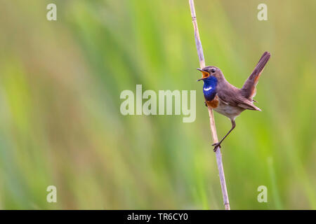 Weiß getupftem Blaukehlchen (Luscinia svecica cyanecula), männlich Sitzen auf einem Reed Stammzellen und Singen, Deutschland, Bayern Stockfoto