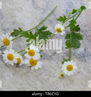 Featherfew, Mutterkraut, Feder- blatt Rainfarn (Tanacetum parthenium, Chrysanthemum parthenium), entnommen, Deutschland Stockfoto