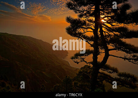 Kanarische Kiefer (Pinus canariensis), Ansicht von übersehen Mirador de las Playas an die Küste bei Sonnenuntergang, Kanarischen Inseln, El Hierro Stockfoto