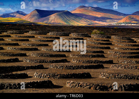 Weinberg auf den vulkanischen schwarzen Böden von La Geria, Kanarische Inseln, Lanzarote Stockfoto