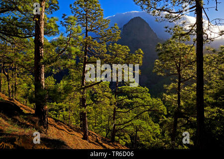 Kanarische Kiefer (Pinus canariensis), Kiefernwald in La Cumbrecita, Kanarische Inseln, La Palma Stockfoto