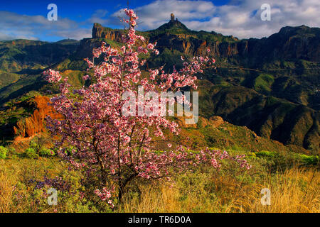 Mandelbaum (Prunus dulcis, Loquat, Biflorus Biflorus communis, dulcis), blühende almon Baum und Roque Nublo, Kanarische Inseln, Gran Canaria Stockfoto