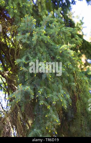 Serbische Fichte (Picea omorika), Nadel schießen Stockfoto