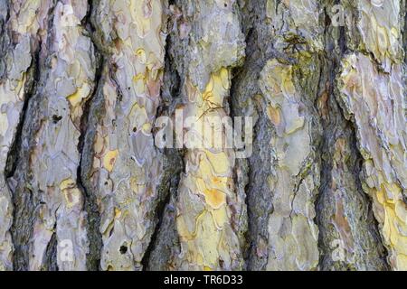 Europäische schwarze Kiefer, österreichische Schwarzkiefer, Schwarzkiefer, Korsischen Schwarzkiefer (Pinus Nigra), Rinde Stockfoto