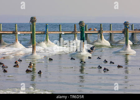 Seltsam geformte Sahnehäubchen auf einem Badesteg nach dem Winter Storm, Deutschland, Bayern, Chiemsee Stockfoto