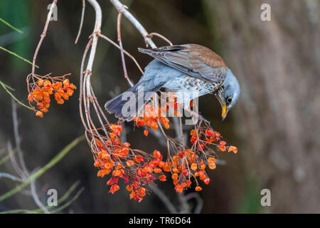 Wacholderdrossel (Turdus pilaris), Fütterung auf frostigen berrier von Viburnum opulus, Deutschland, Bayern Stockfoto