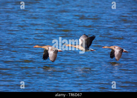 Graugans (Anser anser), Fliegen über Wasser, Deutschland, Bayern, Chiemsee Stockfoto