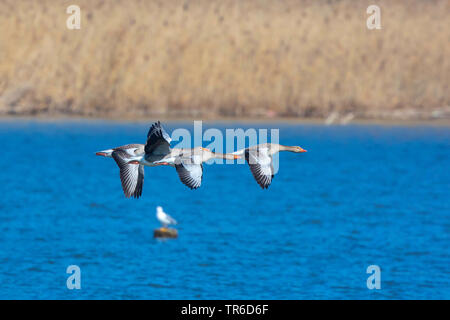 Graugans (Anser anser), Gruppe fliegen über den Chiemsee, Deutschland, Bayern, Chiemssee Stockfoto