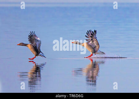 Graugans (Anser anser), zu der die Landung auf einem See, Deutschland, Bayern, Chiemsee Stockfoto