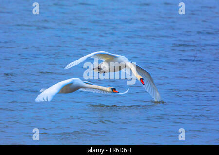 Höckerschwan (Cygnus olor), männlichen Rivalen über den See, Deutschland, Bayern, Chiemsee Stockfoto