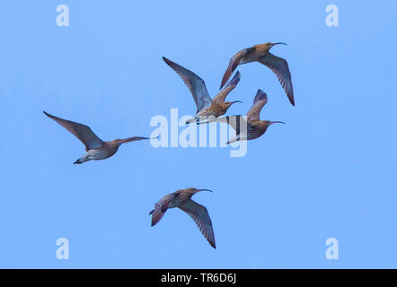 Western Brachvögel (Numenius arquata), kleine Gruppe fliegen, Deutschland, Bayern, Chiemsee Stockfoto