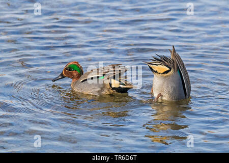 Green-winged Teal (Anas crecca), das Plantschen Drakes, Deutschland, Bayern Stockfoto