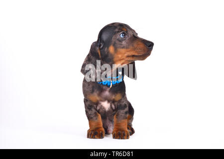 Kurzhaarige Dackel, Kurzhaarige wurst Hund, Haushund (Canis lupus f. familiaris), sitzend niedlichen Dackel Welpe, Cut-out Stockfoto