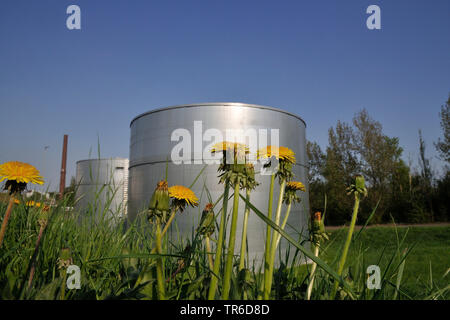 Löwenzahn (Taraxacum spec.), blühender Löwenzahn vor löschmittel Tanks neben Opel distribution center, Deutschland, Nordrhein-Westfalen, Ruhrgebiet, Bochum Stockfoto