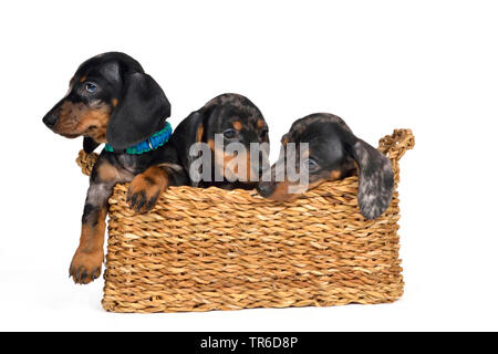 Kurzhaarige Dackel, Kurzhaarige wurst Hund, Haushund (Canis lupus f. familiaris), drei niedlichen Dackel Welpen in einem Korb, Cut-out Stockfoto
