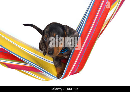 Kurzhaarige Dackel, Kurzhaarige wurst Hund, Haushund (Canis lupus f. familiaris), niedlichen Dackel Welpen in einer farbigen Hängematte, Cut-out Stockfoto