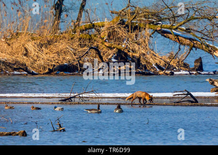 Red Fox (Vulpes vulpes), Stalking durch seichtes Wasser, mit Stockenten und Graugänse, Deutschland, Bayern, Chiemsee Stockfoto