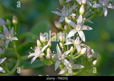 Jade Pflanze, Jade tree, Dollar, Anlage (crassula ovata, Crassula argentea, Crassula obliqua, Crassula Portulacea), Blumen Stockfoto