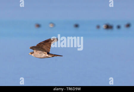 Northern Habicht (Accipiter gentilis), über den See, Deutschland, Bayern, Chiemsee Stockfoto