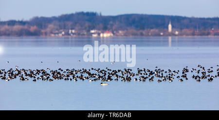 Reiherente (Aythya fuligula), große Herde am Chiemsee, Deutschland, Bayern, Chiemsee Stockfoto