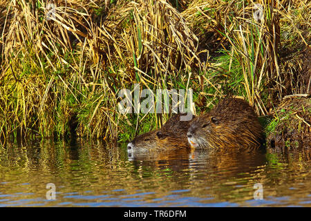 Nutrias, Nutria (Myocastor nutria), zwei nutrias, die von der Wasserseite, Deutschland Stockfoto