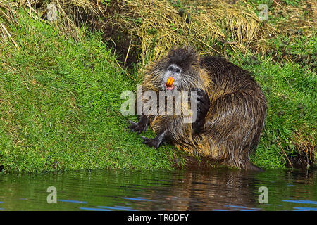 Nutrias, Nutria (Myocastor nutria), zwei nutrias, die von der Wasserseite, Deutschland Stockfoto