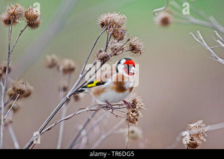 Eurasischen Stieglitz (Carduelis carduelis), Fütterung auf Früchte von Klette, Deutschland Stockfoto