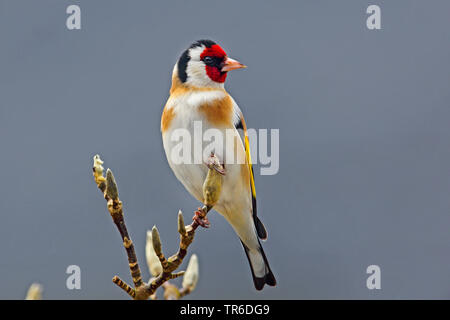 Eurasischen Stieglitz (Carduelis carduelis), sitzend auf einem Zweig mit Knospen, Deutschland Stockfoto