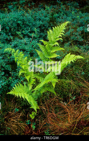Narrow buckler - Farn, spinulose Schild Farn, spinulose Holz Farn, Zahnriemen Holz Farn (Dryopteris carthusiana, Dryopteris spinulosa), Wedel, Deutschland Stockfoto