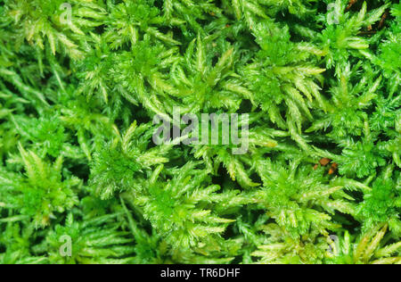 Torf, prairie Sphagnum, stumpf-leaved bogmoss (Sphagnum palustre, Sphagnum cymbifolium), Deutschland Stockfoto