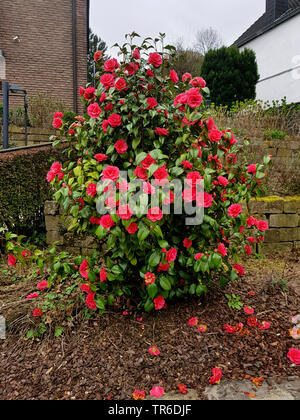 Japanische Kamelie (Camellia japonica), camellia blühen im Garten, Deutschland Stockfoto